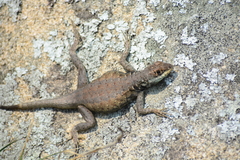 Tropidurus imbituba