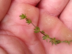 Galium sterneri