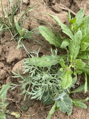 Ceratocephala testiculata