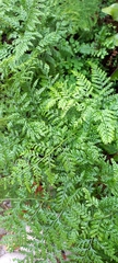 Davallia canariensis