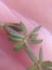 Galium sterneri