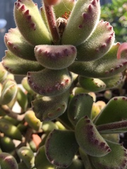 Cotyledon tomentosa