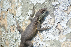 Tropidurus imbituba