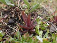 Castilleja victoriae