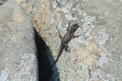 Tropidurus imbituba