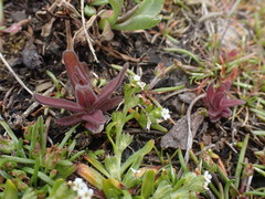 Castilleja victoriae