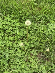 Taraxacum