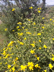 Adenocarpus telonensis
