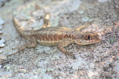 Tropidurus imbituba