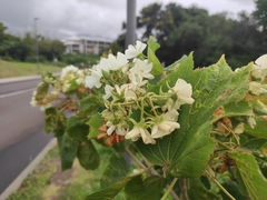 Dombeya acutangula