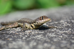 Tropidurus imbituba