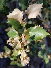 Quercus cornelius-mulleri