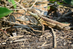 Tropidurus imbituba