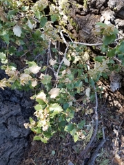 Quercus cornelius-mulleri