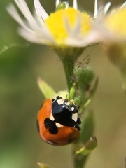 Coccinella septempunctata