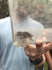 Blarina carolinensis