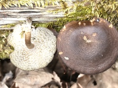 Lentinus longiporus