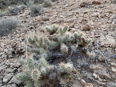 Cylindropuntia abyssi