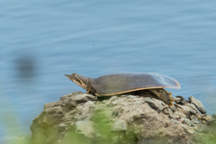 Apalone mutica mutica