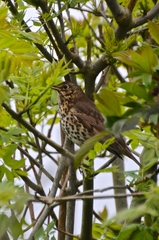 Turdus philomelos