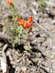 Castilleja applegatei