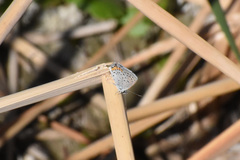 Icaricia lupini texanus