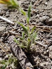 Castilleja applegatei