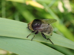 Merodon equestris