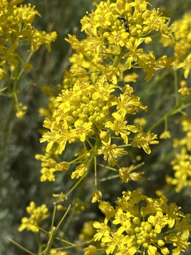 Descurainia bourgaeana (Descurainia bourgaeana)