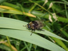 Merodon equestris