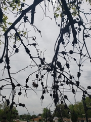 Callirhytis quercuspunctata