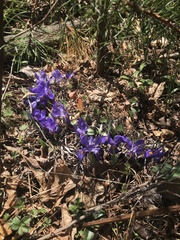 Iris verna smalliana