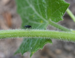 Cucubaris villae