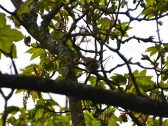 Phylloscopus collybita