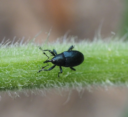 Cucubaris villae