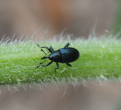 Cucubaris villae