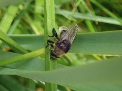Merodon equestris