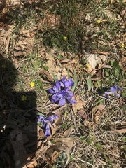 Iris verna smalliana