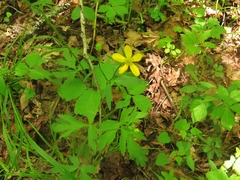 Ranunculus hispidus hispidus