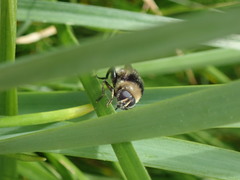 Merodon equestris
