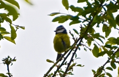 Cyanistes caeruleus