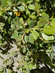 Quercus cornelius-mulleri