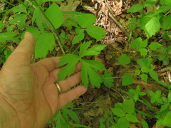 Ranunculus hispidus hispidus