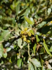 Quercus cornelius-mulleri