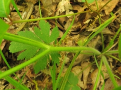 Ranunculus hispidus hispidus