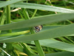 Merodon equestris