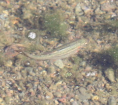 Hesperoleucus symmetricus