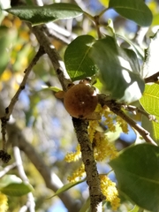 Quercus cornelius-mulleri