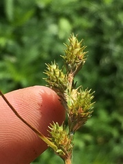 Carex albolutescens
