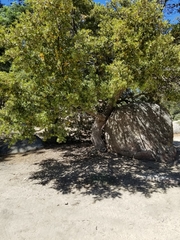 Quercus cornelius-mulleri